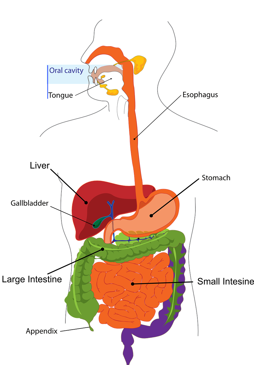 picture of the liver in the body